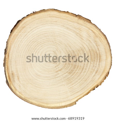 Cross section of tree trunk isolated on white, clipping path included Royalty-Free Stock Photo #68919319
