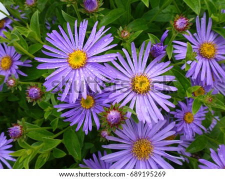 Aster Frikartii Monch Royalty-Free Stock Photo #689195269