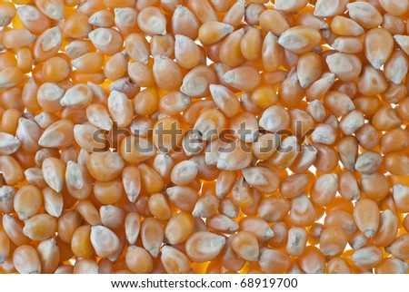 Corn closeup seamless background.