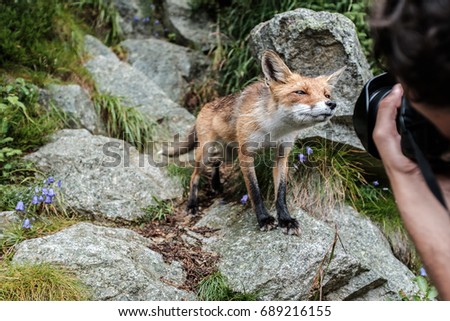 wet young wild red fox posing between rocks and flowers for food. National Park, Slovakia.