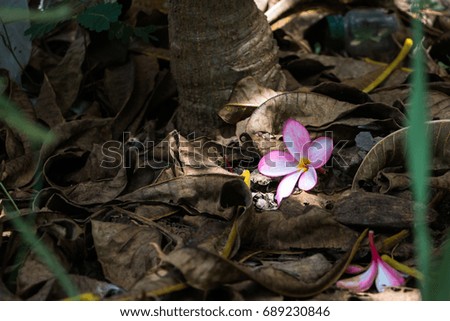 Plumeria flower drop on the floor for wallpaper or background