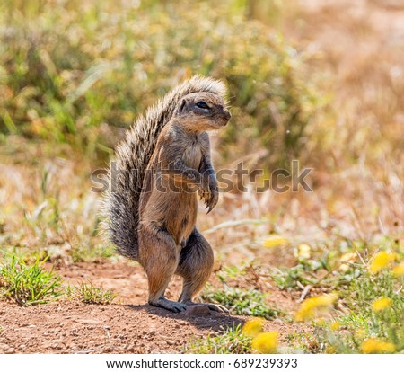 An African Ground Squirrel in Southern African savanna
