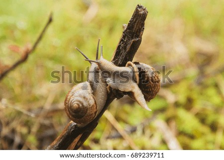 Two grape snails sit next to each other on a dry branch