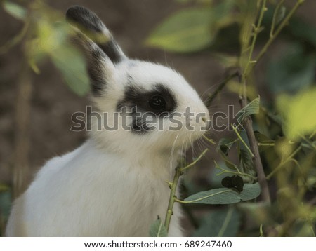 A small hare nibbling leaves