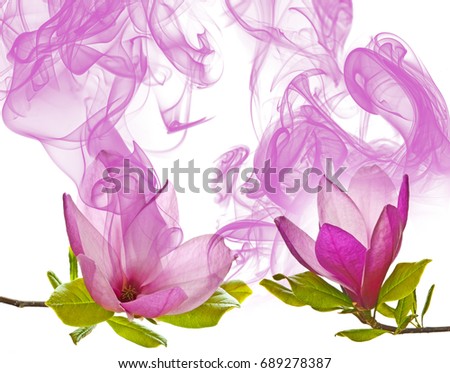 pink magnolia flowers and aroma on a white background
