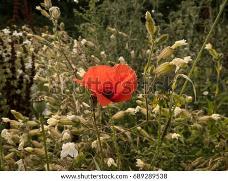 poppy flower in the grass