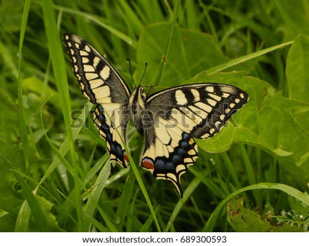 swallowtail butterfly in the grass