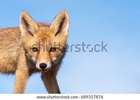 The eyes of the Red Fox. Full size picture!