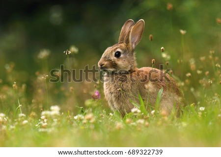 Adorable wild rabbit on meadow Royalty-Free Stock Photo #689322739