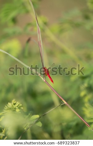 Meadowhawk Dragonfly Resting