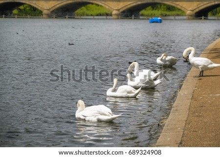 Swan family.