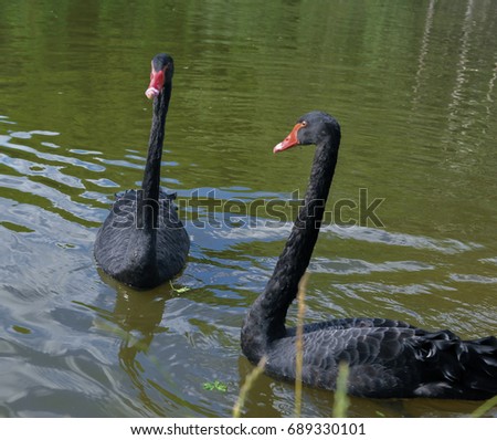 Two black swans on the shore of the lake