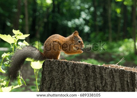 Squirrel on a hemp with a nut, Russia, Moscow, park summer