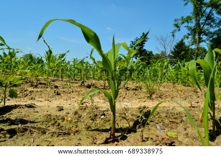 Photo picture of Young green plants on a field