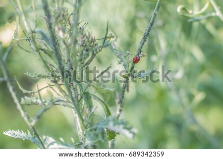 Ladybird Eating Aphid pest on kale plant