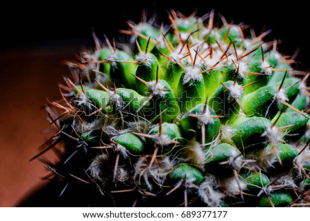 Close up the cactus.