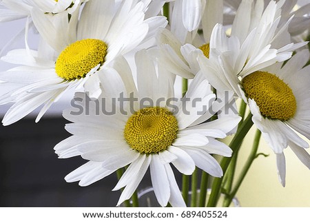 Bouquet of camomiles 