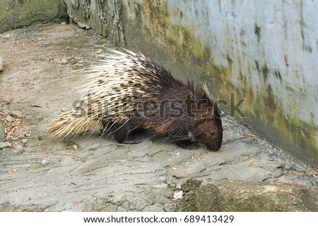 Porcupine is a hedgehog that protects itself with hard, sharp spines. Until the horror of the predator.