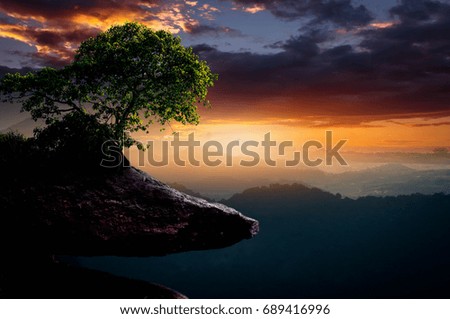 The tree on the cliff in the sunset is beautifully.