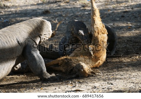Komodo dragons feeding on goats