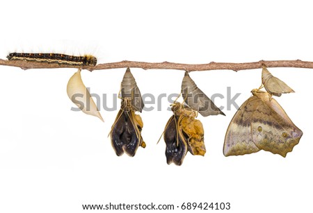 Life clycle of common duffer butterfly ( Discophota sondaica Boisduval ) with caterpillar and chrysalis hanging on twig