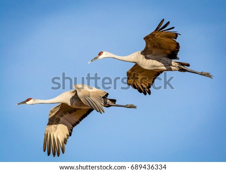 Sand hill cranes in flight Royalty-Free Stock Photo #689436334