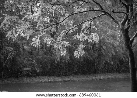 Black and white landscape of a tree hanging over a lake with falling rain drops frozen against a dark background.