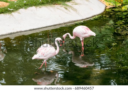 Flamingo Two birds