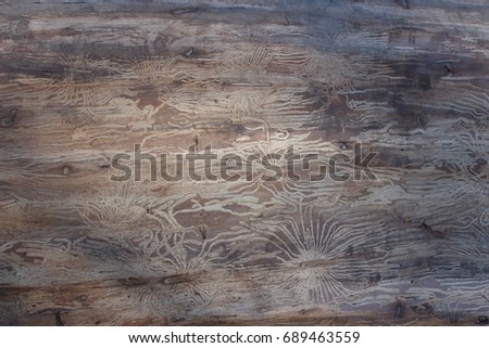 A picture on the bark of a tree made by beetles