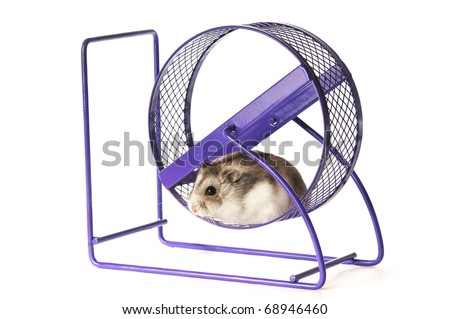 A hamster relax on the treadmill