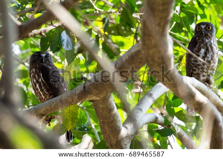 Two Brown Hawk - Owl on branches.