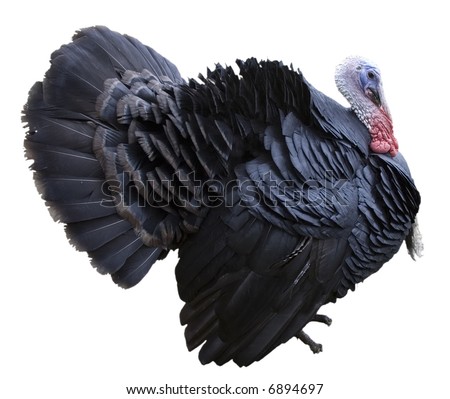 Side view of a black turkey isolated on a white background.