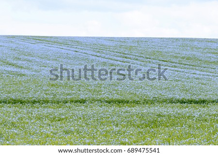 Field of linseed/flaxseed