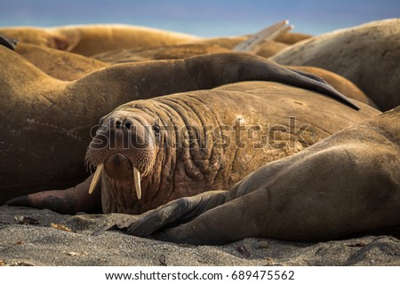 Walrus in a group of walruses on Prins Karls Forland, Svalbard