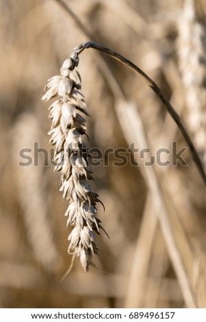 Raw wheat in wheat field. Closeup ears, gold color, ripe wheat at the end of summer.