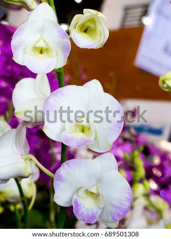 Bloom beautiful orchid flowers in natural garden background,Suitable for about the Love and in the wedding day design background