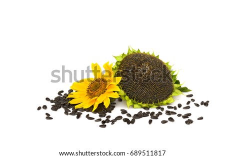 Flower of sunflower, mature sunflower and seed on white background with space for text