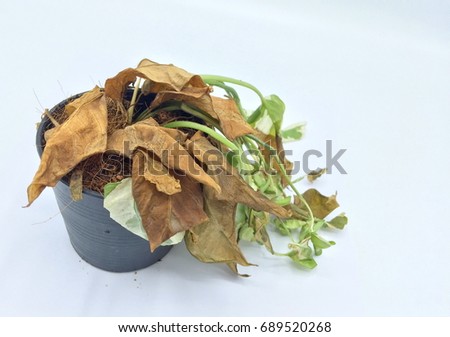 Dying Plant on white background Royalty-Free Stock Photo #689520268