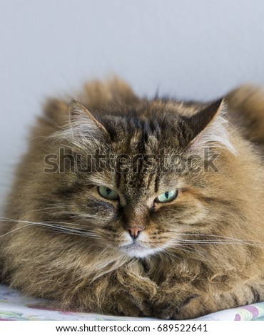 Adorable long haired cat of siberian breed, brown tabby mackerel