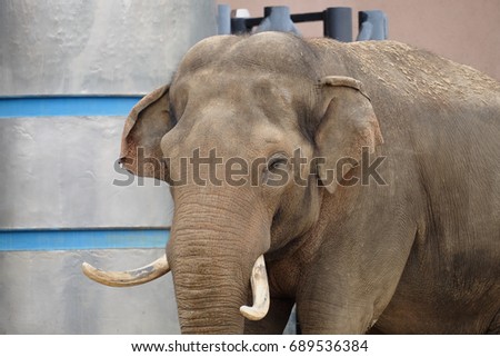 The elephant in zoo