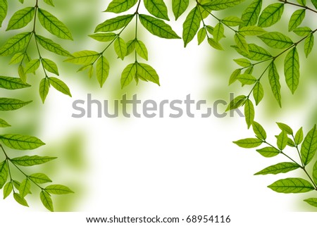 Fresh spring green leaves over blurred green leaves background