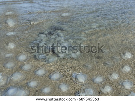 jellyfish on the black sea