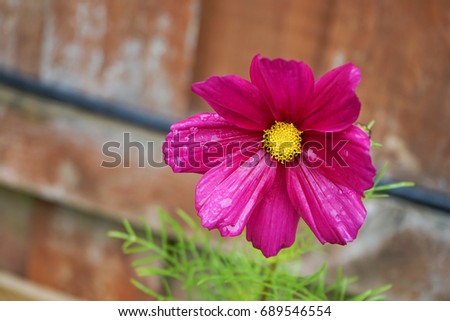 Drops of water on deep pink cosmos flower petals after rain stop, Rain drops on summer flower in the garden                                