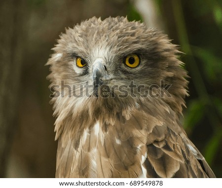 A portrait of an eagle