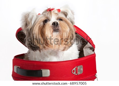 Isolated portrait of a funny dog in a bag