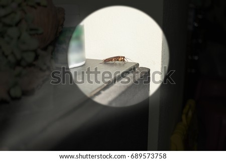 Close up flashlight to capture hiding cockroach