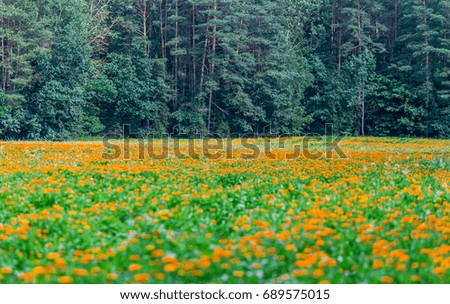 Plantation of beautiful marigold for medicinal preparation