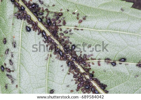 Aphids on Black Cherry Leaf