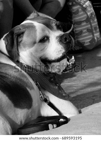 Black and white Summer Dog