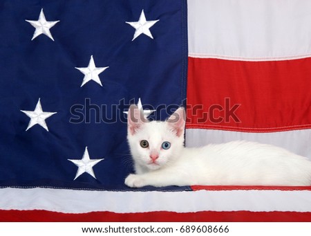 Small white tabby kitten with heterochromia eyes laying on an American Flag looking directly at viewer. Stars and stripes forever. Patriotic kitten